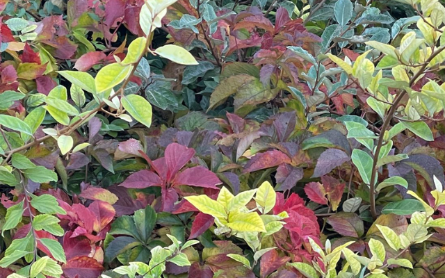 Diseño sin título (4)